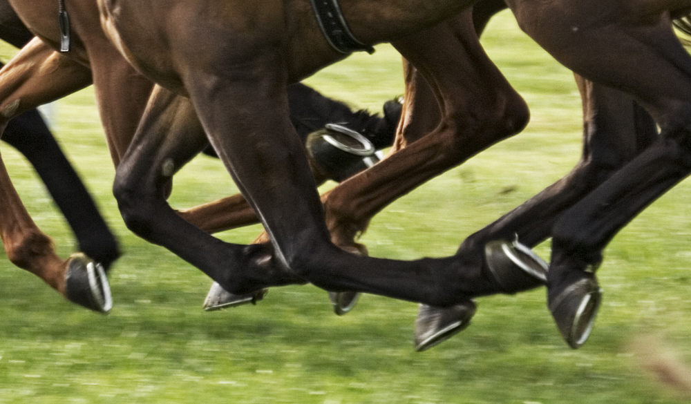 Newcastle raceday, horses galloping on green grass 