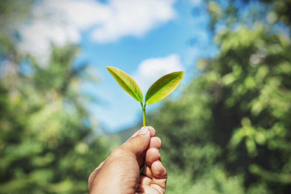 Man holding leaf to the sky